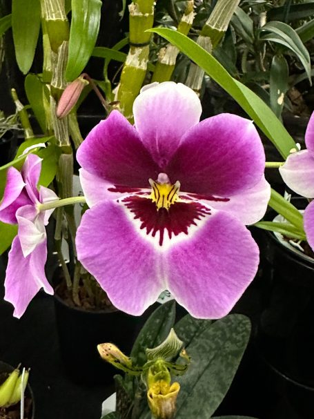 Miltonia hybrid