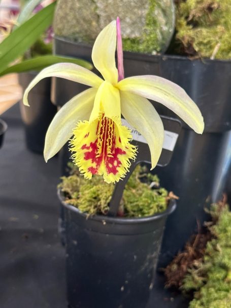 Pleione Shantung