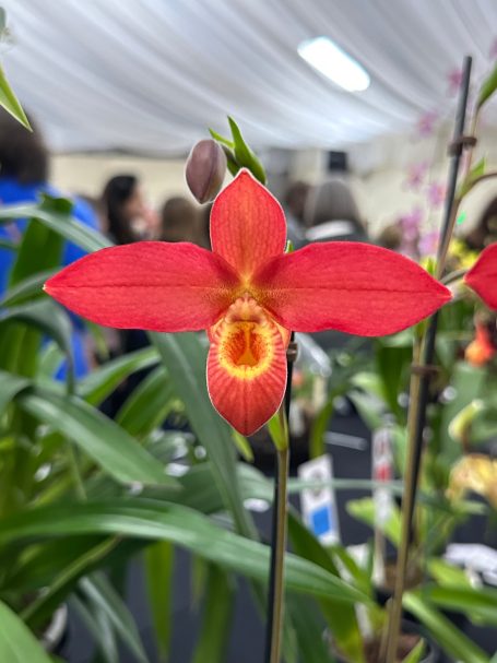 Phragmipedium hybrid