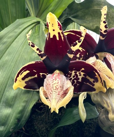 Showing part of the complex flower structure